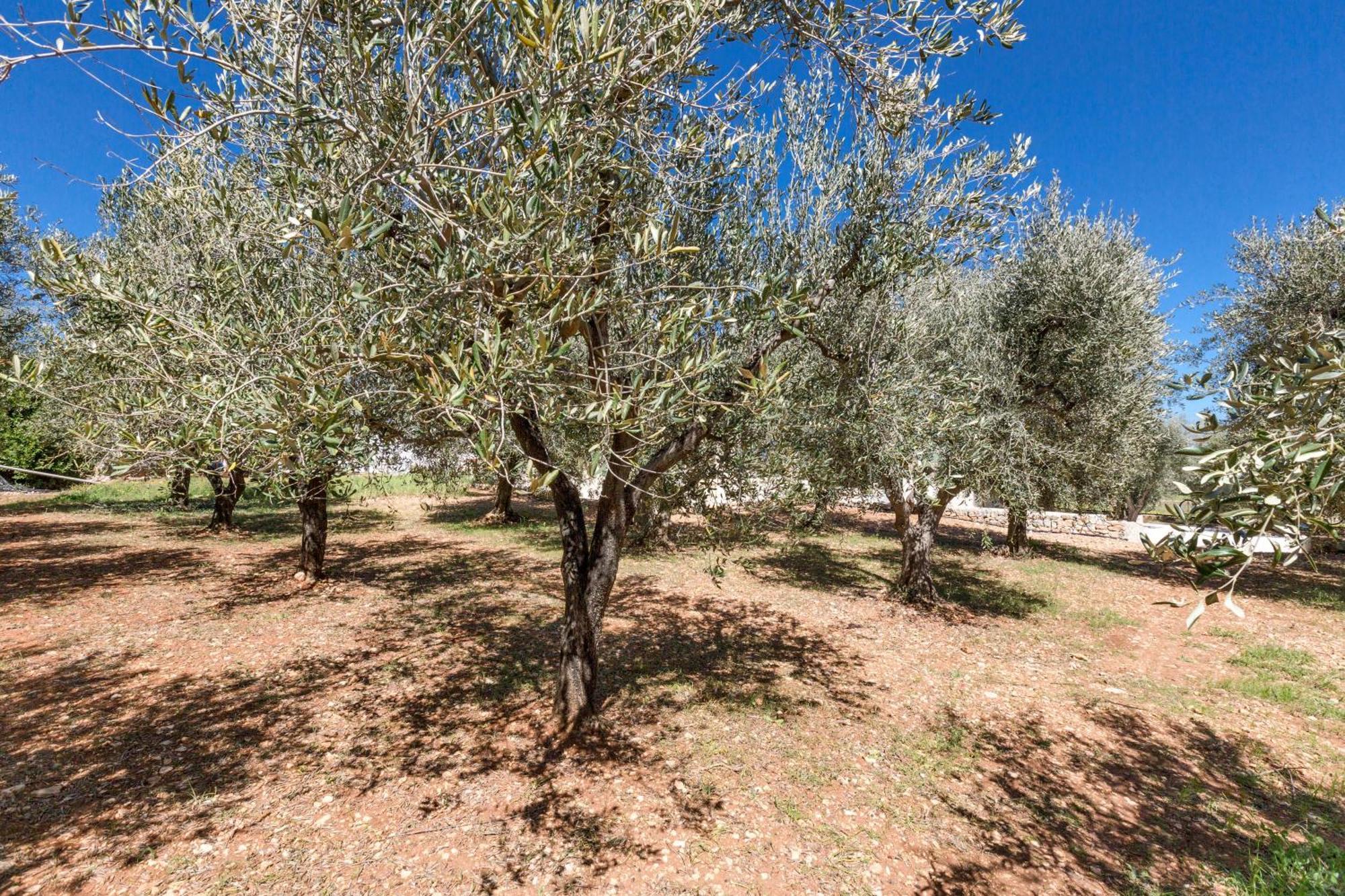 Trulli Ulivo Di Puglia By Barbarhouse Villa Selva Di Fasano Bagian luar foto